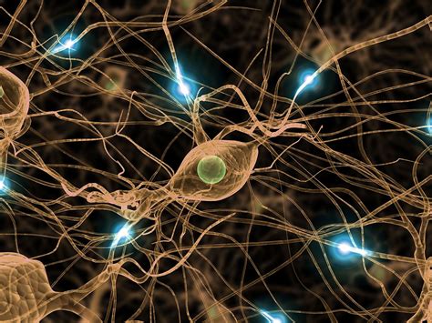 nerve definition facts examples britannica