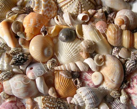 Seashells by MillhillIdentifying Your Seashells, Where to Start?