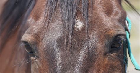 horses enjoy  ridden