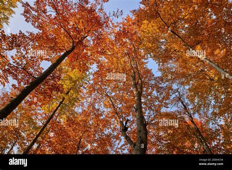 colorful forest   fall  sunset stock photo alamy