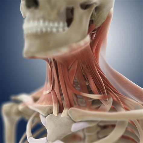 Relaxing Your Scalene Muscles – Carrie Visintainer