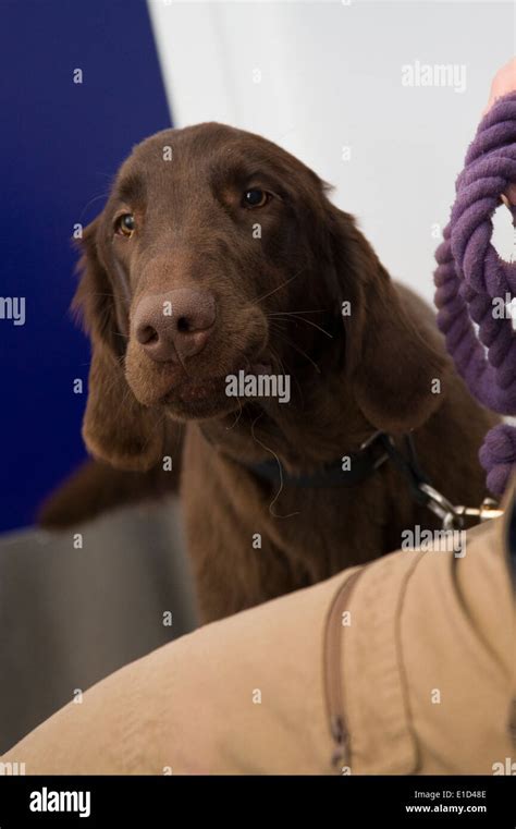 brown pointer  res stock photography  images alamy