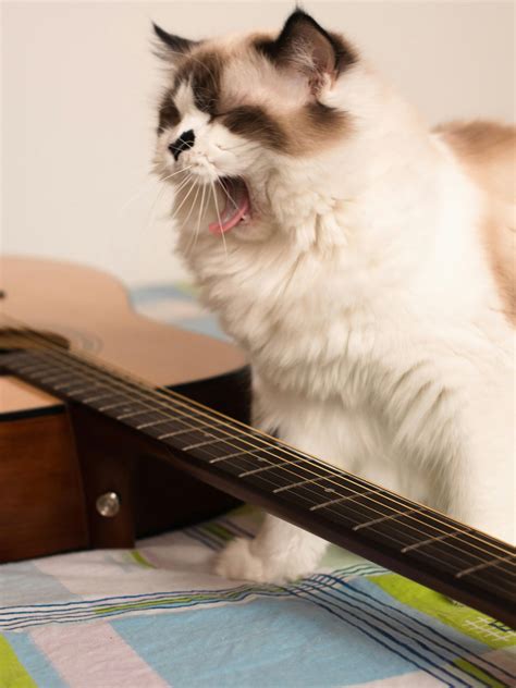 Why Is My Ragdoll Cat Meowing So Much? 8 Reasons & Solutions – Top