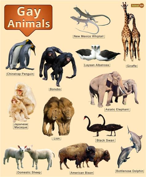 homosexuality   animal kingdom