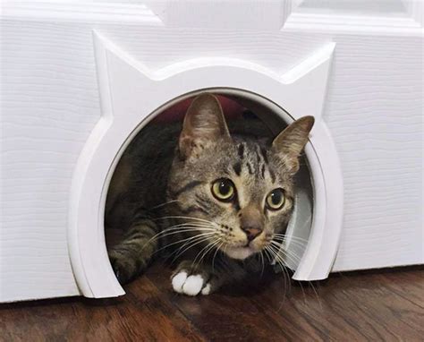 Дверь для кошки