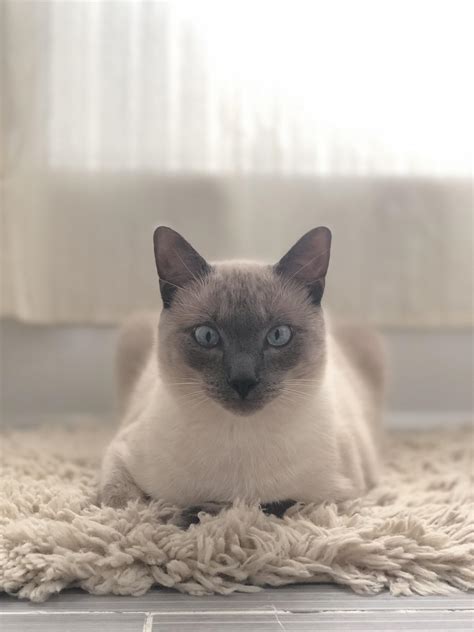 Blue Point Siamese Cats