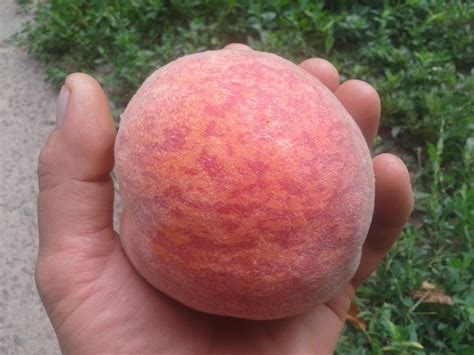 Персик Посол Мира Фото Описание – Telegraph