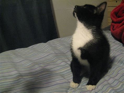 tux  black  white tuxedo kitten helena jacoba flickr