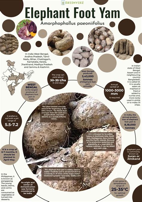 Health Benefits Of Elephant Foot Yam Pdf at Justin Pope blog
