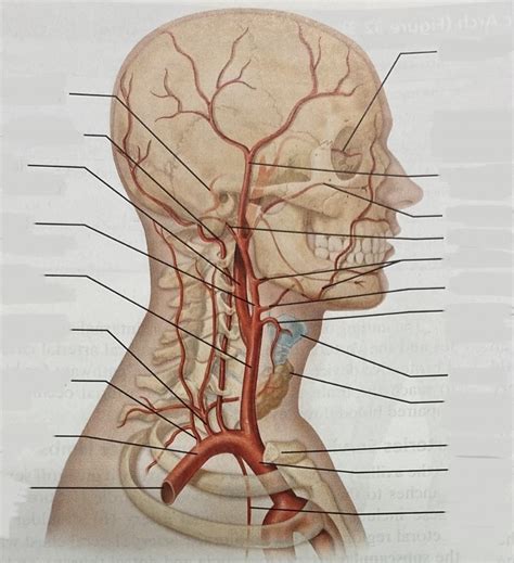 arteries of the head and neck Diagram | Quizlet