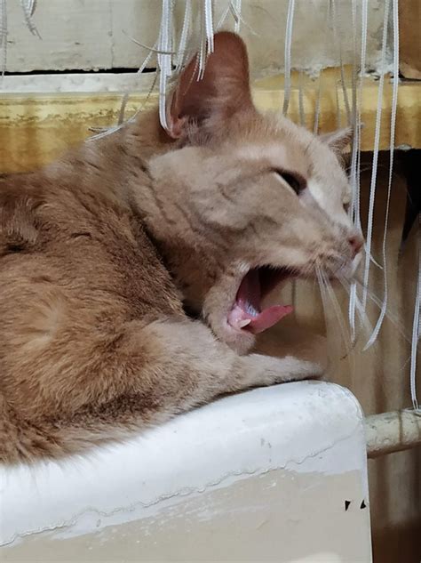 Котяра | Пикабу