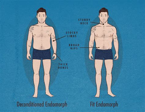 youre  endomorph body type somatotype