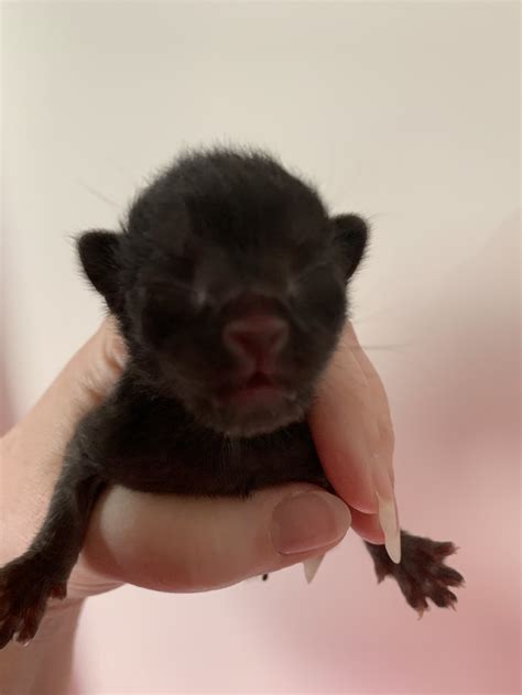 New donation drives will soon support the kitten rescue near me