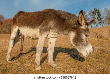 3+ Hundred Horses Penis Royalty-Free Images, Stock Photos & Pictures