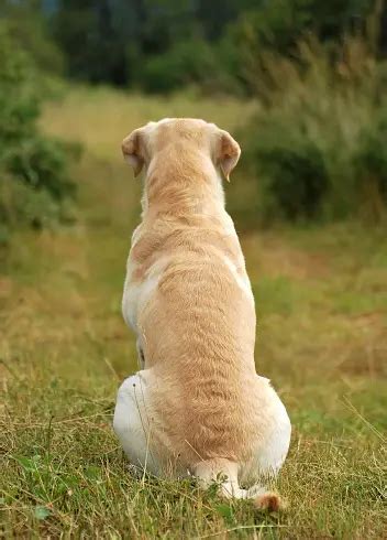 dog  pictures   images  unsplash