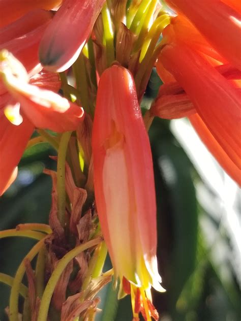 Discussion: native animals adapting to introduced plants. : r/botany