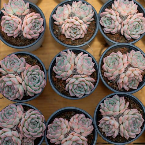 Echeveria Desert Rose,succulent Plant,succulent Gifts - Etsy
