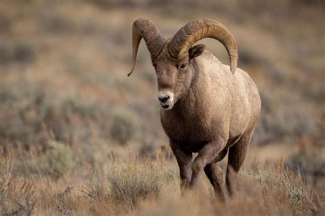 Desert Animals: 34 Animals That Thrive In The Desert