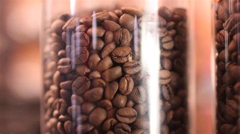 ciri ciri kopi robusta   terlihat  perlu  ketahui eraid