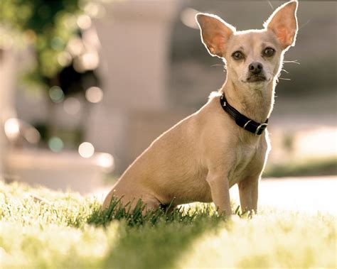 6 Famous Dogs Worthy of Heaven - ABC News