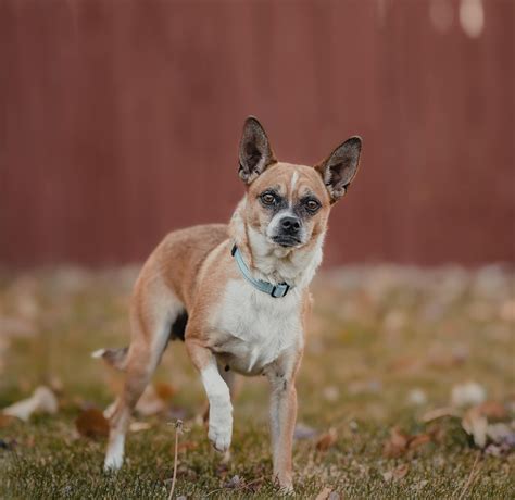 What do you think this dog breed is MIXED with? : r/dogs
