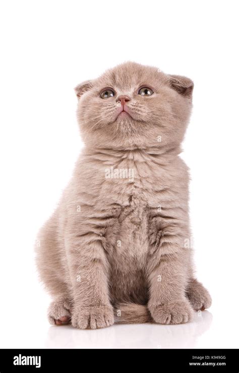 small scottish fold kitten stock photo alamy