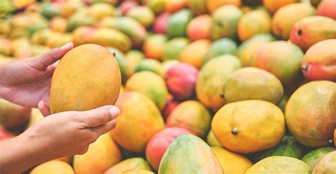 indian mangoes