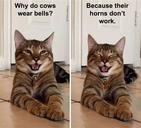 funny dad jokes  prepare   fathers day animaux