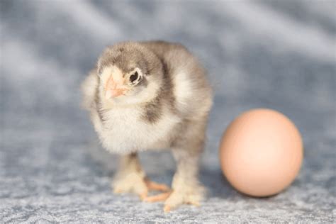 Brahma Chicken Eggs: Questions and Answers