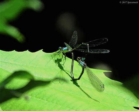 Damselflies Mating - Blue-fronted dancer; Argia apicalis [2426x1940