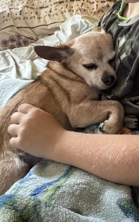 Lost & Found Pets Of Vancouver, WA | Little old dog snuck out and put