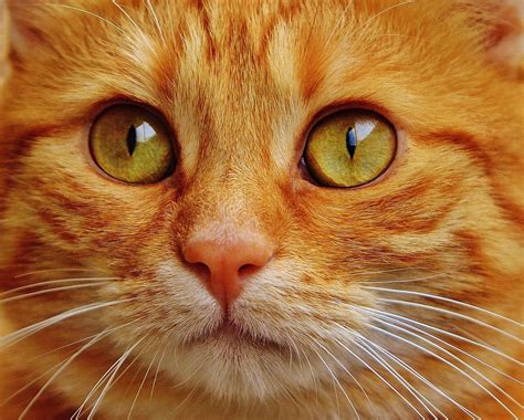 cute cat face cat images pixabay