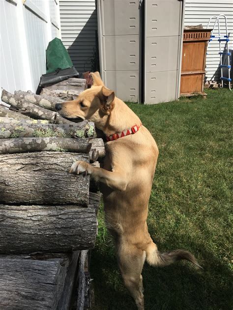 Caught stealing wood : r/aww