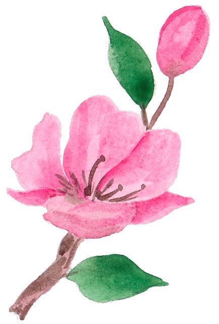 Cliparts from Anna : Blooming cherry. Цветущая вишня. PNG.