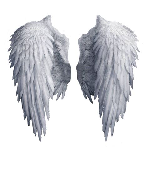 White Wings PNG Pic | PNG All