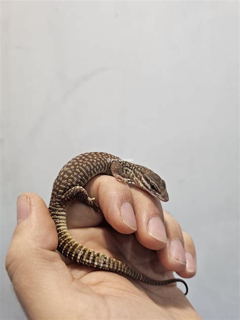 VARANO ACANTHURUS BABY – ANIMALIA VIGO