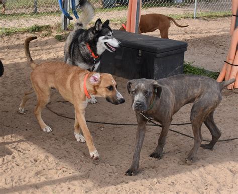 Animal Care of Davis County sees a record number of adoptions 28