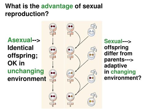 PPT - Next week’s lab: Stream Ecology PowerPoint Presentation, free