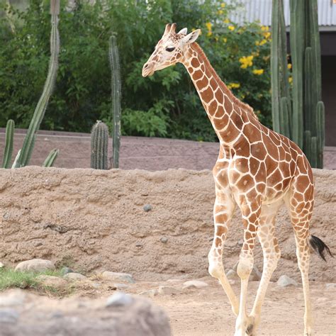 Reid Park Zoo Mourns the Loss of Sota the Giraffe | Reid Park Zoo