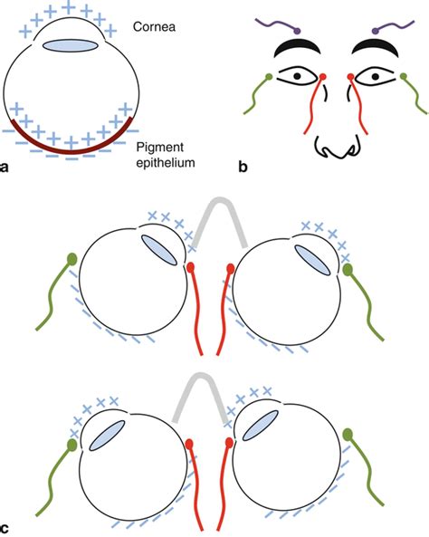 Visual Electrophysiology | Ento Key