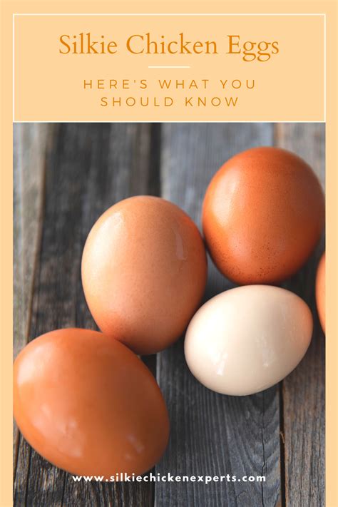 A Complete Guide to Silkie Chicken Eggs | Silkie chickens, Silkies, Eggs