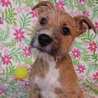 Daisy - Puppy Area