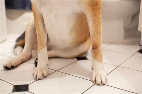 how to strengthen old dogs hind legs