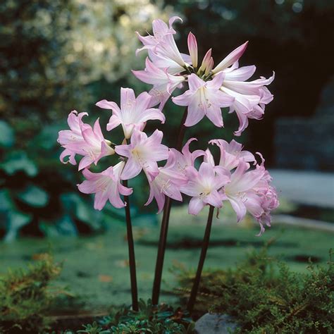 naked lady lilies bulbs amaryllis belladonna high country gardens