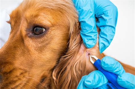 Saving Your Best Friend: 5 Breakthrough Steps To Cure Lyme Disease In Dogs