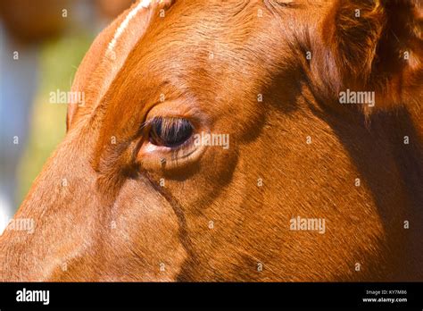 Cow Eyes