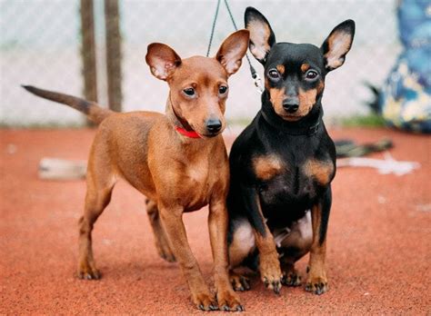 Miniature Pinscher: Temperament, Appearance, History, and Health Issues