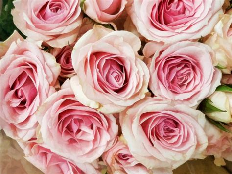 roses roses photo stock libre public domain pictures