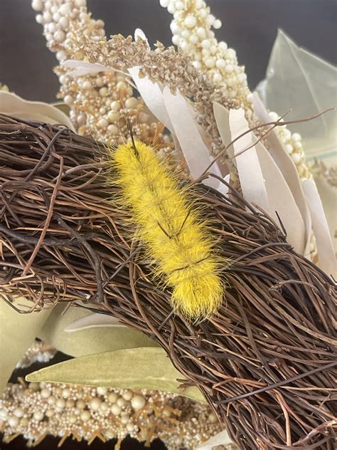 Caterpillar found on wreath : r/whatisthisbug