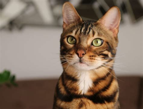 20 Things You Didn't Know About Gato Cats